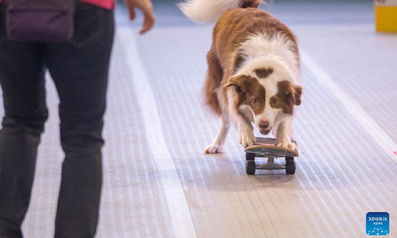 A dog plays skateboard on Dog Lovers Show in Sydney, Australia, Aug. 7, 2022. After a three-year break due to the COVID-19 pandemic, Sydney's largest event dedicated to dogs, Dog Lovers Show, has once again brought pooch fans into a heaven of furry fun.(Photo: Xinhua)