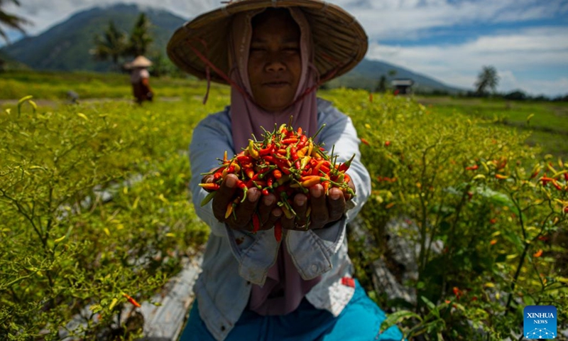 A farmer shows chilli during harvest time at a farm in Palu, Central Sulawesi, Indonesia, Aug. 10, 2022.(Photo: Xinhua)