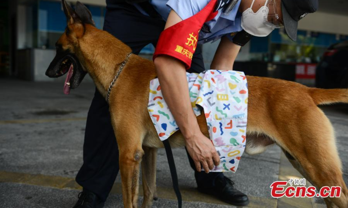 A police officer puts on a cooling vest for a police dog to beat the summer heat in Chongqing, Aug 18, 2022. Photo:China News Service