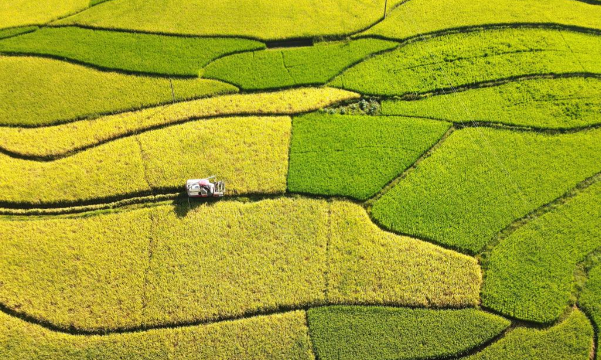 Aerial photo taken on Aug 12, 2022 shows a reaper harvesting rice in Tongliang Village of Shuangfeng County, central China's Hunan Province. Photo:Xinhua