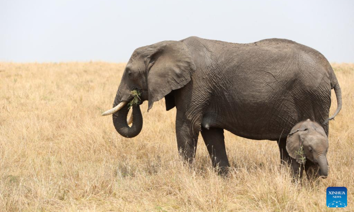 Photo taken on Aug 31, 2021 shows elephants at Maasai Mara National Reserve in Kenya. World Elephant Day falls on Aug. 12. It is an annual event to raise people's awareness on elephant conservation. Photo:Xinhua
