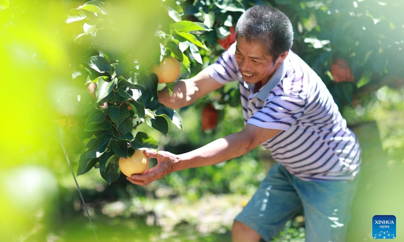 A villager harvests pears in Banxi Village of Tonglin Town in Qiandongnan Miao and Dong Autonomous Prefecture, southwest China's Guizhou Province, Aug. 10, 2022. Villagers in Banxi Village are busying harvesting fruits such as peaches, pears and plums amid the harvest season.(Photo: Xinhua)