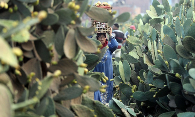 An Egyptian farmer harvests prickly pears at a farm in  Al Qalyubia Governorate, Egypt, on Aug. 9, 2022.(Photo: Xinhua)