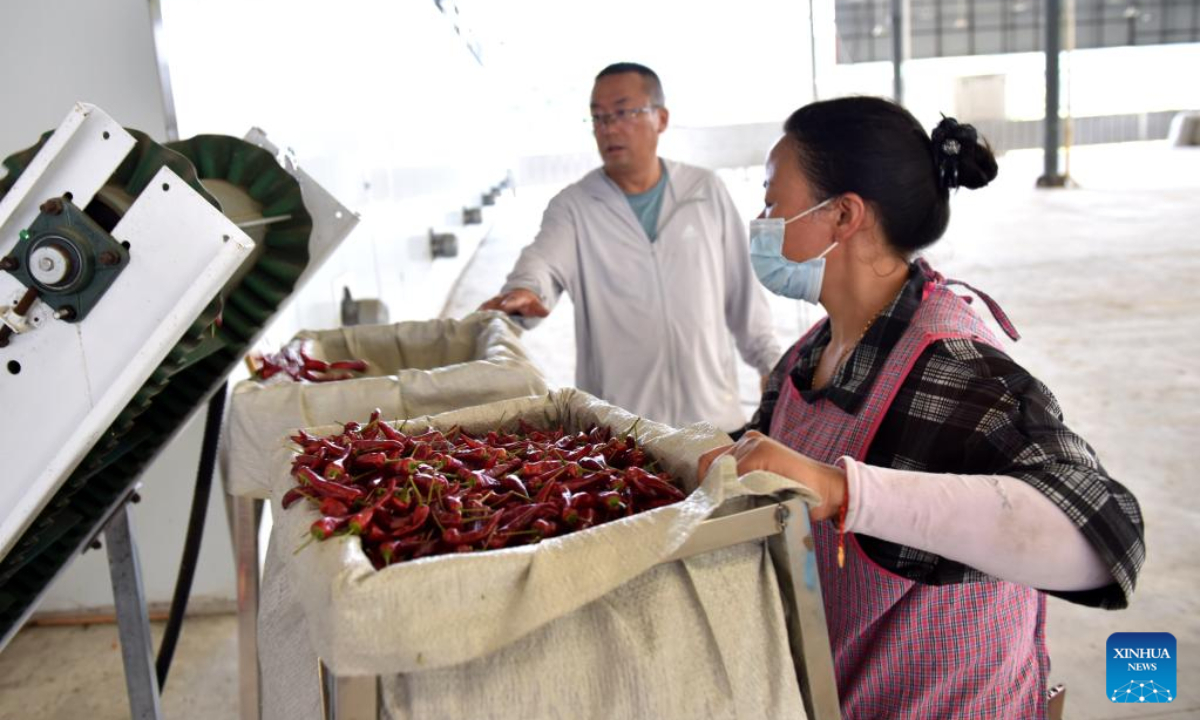 Chili peppers harvested in Guizhou, SW China Global Times