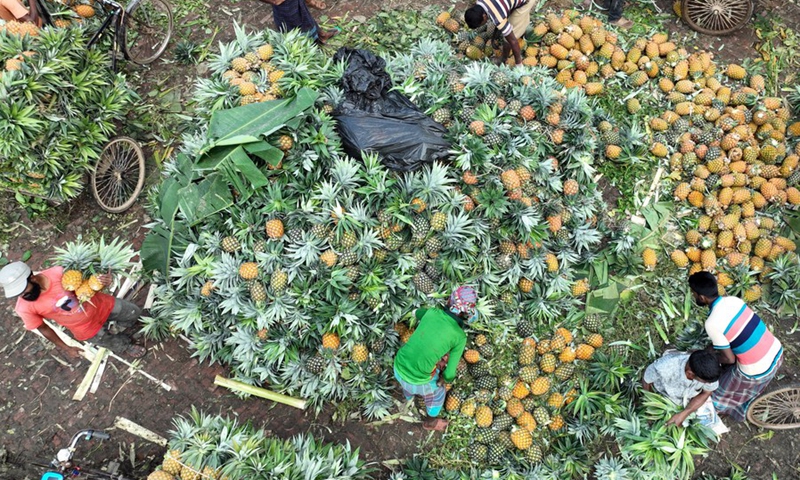 Workers process pineapples at a wholesale market in Tangail, Bangladesh, Aug. 5, 2022.(Photo: Xinhua)