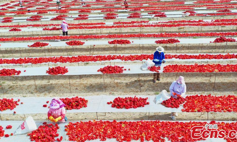 2022年8月9日，中国西北部新疆维吾尔自治区新疆生产建设兵团，当地农民在晒红辣椒。（照片：中新社/白克斌）