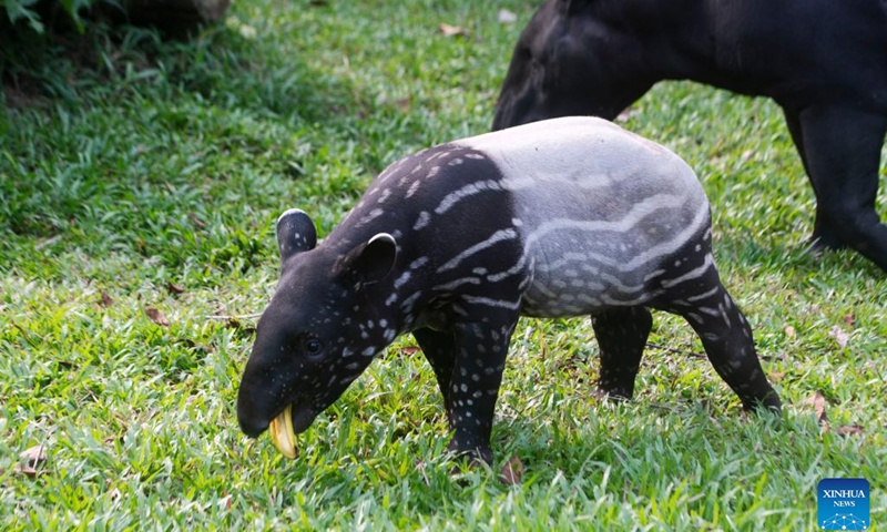 Bayu (L), a two-month-old baby Malayan tapir, is seen at Night Safari Singapore in Singapore, Aug. 8, 2022.(Photo: Xinhua)