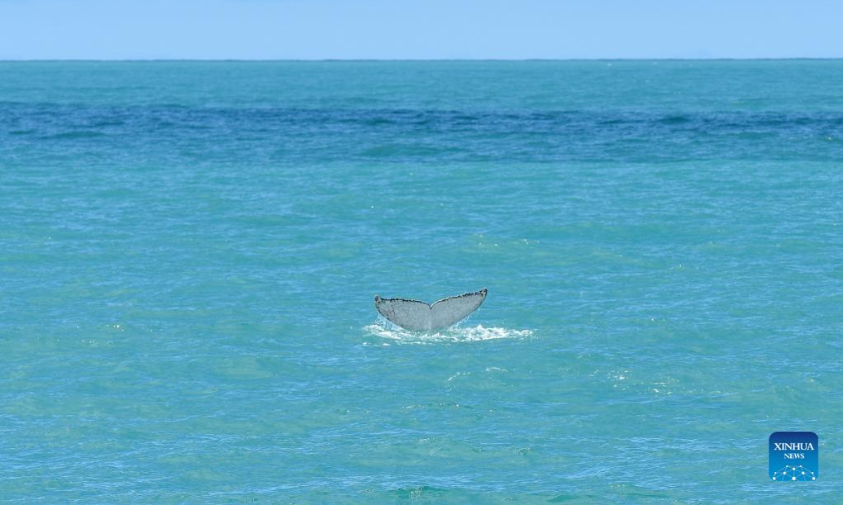 Photo taken on Oct. 10, 2021 shows a whale near Kaikoura, New Zealand. A new study has showed many areas around New Zealand will become unsuitable for blue and sperm whales as global sea-surface temperatures continue to rise, with new modelling predicting they will be seeking refuge further south. Photo:Xinhua