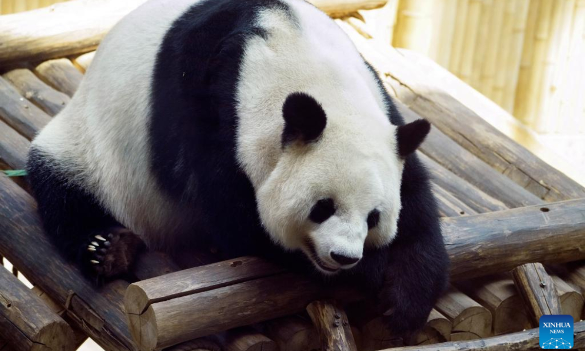Giant panda Sijia is seen at Giant Panda House in the ski resort of Yabuli in Shangzhi, northeast China's Heilongjiang Province, Aug 12, 2022. Giant panda Sijia, born in 2006, moved to Yabuli in July 2016 from southwest China's Sichuan Province. The panda house celebrated Sijia's 16th birthday on Friday. Photo:Xinhua