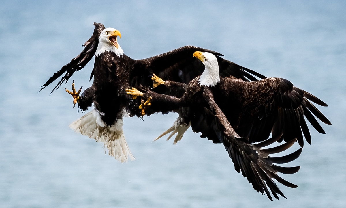 Two bald eagles lock talons in a fierce battle above a coastal inlet in a photo released on August 9, 2022. The dramatic action was caught by hobby photographer Rajiv Mongia in an inlet area off the Puget Sound near Seattle, on the western coast of the US. Photo: VCG