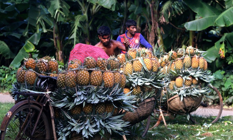 Farmers harvest pineapples in Tangail, Bangladesh, Aug. 5, 2022.(Photo: Xinhua)