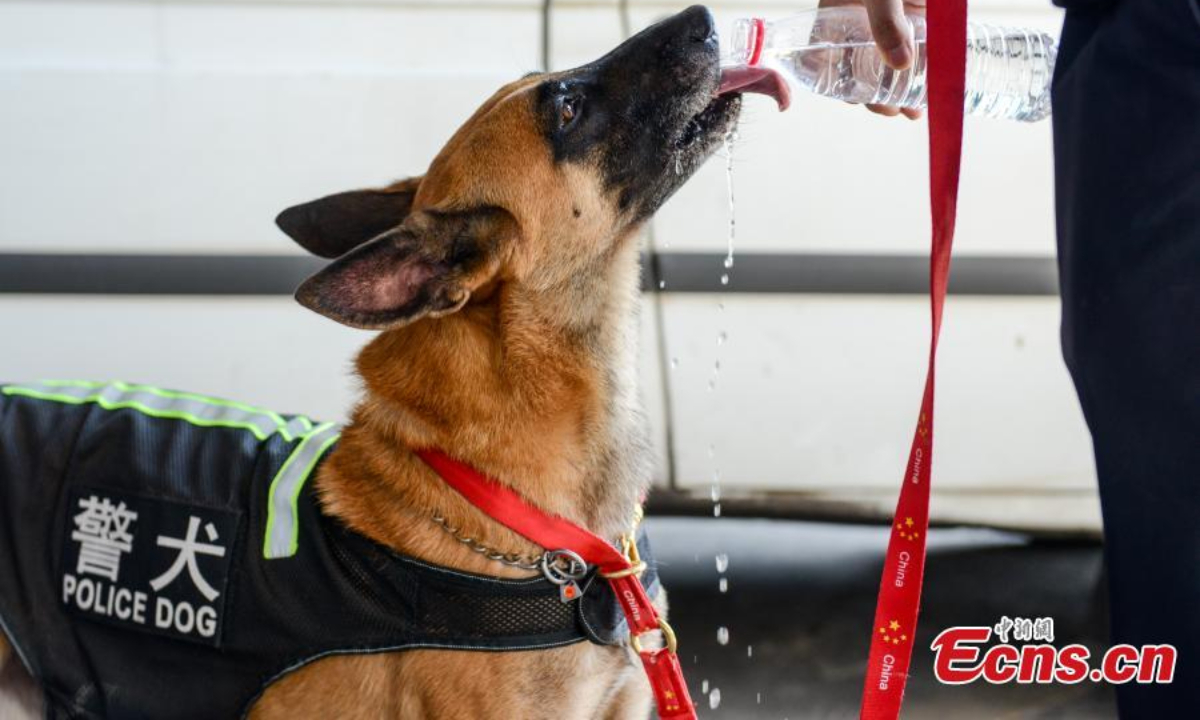 A police dog drinks water during a patrol to beat the summer heat in Chongqing, Aug 18, 2022. Photo:China News Service