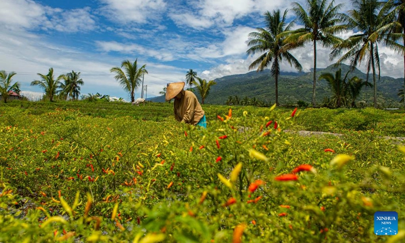A farmer harvests chilli at a farm in Palu, Central Sulawesi, Indonesia, Aug. 10, 2022.(Photo: Xinhua)