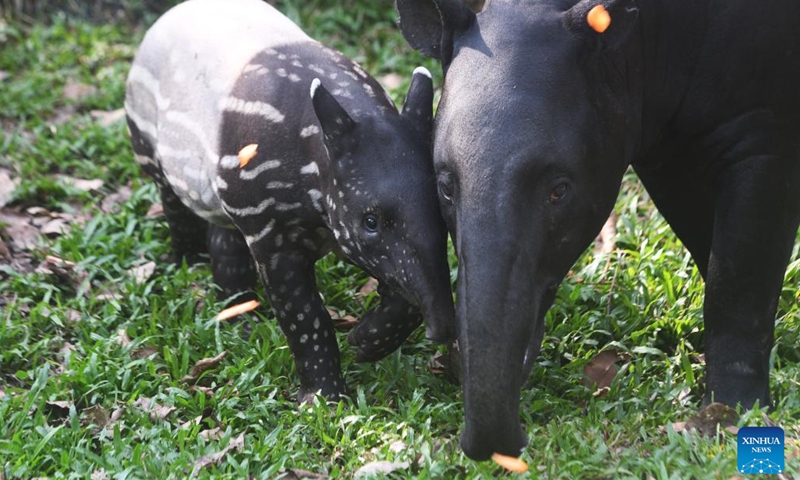Bayu (L), a two-month-old baby Malayan tapir, is seen at Night Safari Singapore in Singapore, Aug. 8, 2022.(Photo: Xinhua)