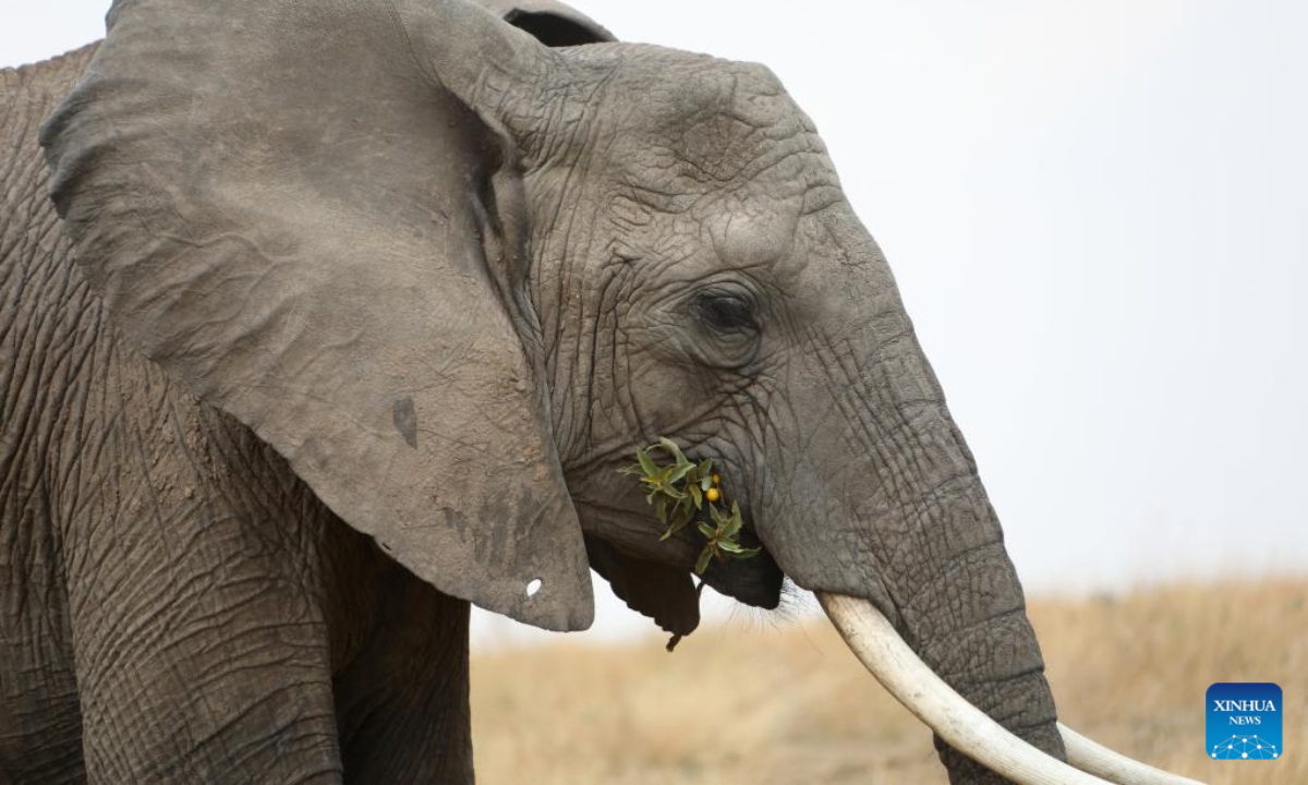 Photo taken on Aug 31, 2021 shows an elephant at Maasai Mara National Reserve in Kenya. World Elephant Day falls on Aug. 12. It is an annual event to raise people's awareness on elephant conservation. Photo:Xinhua
