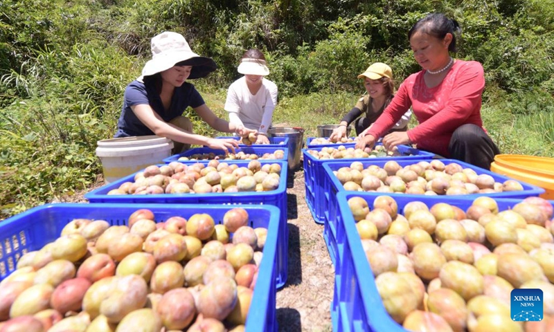 Villagers sort plums in Banxi Village of Tonglin Town in Qiandongnan Miao and Dong Autonomous Prefecture, southwest China's Guizhou Province, Aug. 10, 2022. Villagers in Banxi Village are busying harvesting fruits such as peaches, pears and plums amid the harvest season.(Photo: Xinhua)