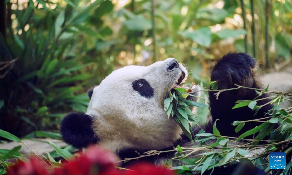 Giant panda Sijia is seen at Giant Panda House in the ski resort of Yabuli in Shangzhi, northeast China's Heilongjiang Province, Aug 12, 2022. Giant panda Sijia, born in 2006, moved to Yabuli in July 2016 from southwest China's Sichuan Province. The panda house celebrated Sijia's 16th birthday on Friday. Photo:Xinhua