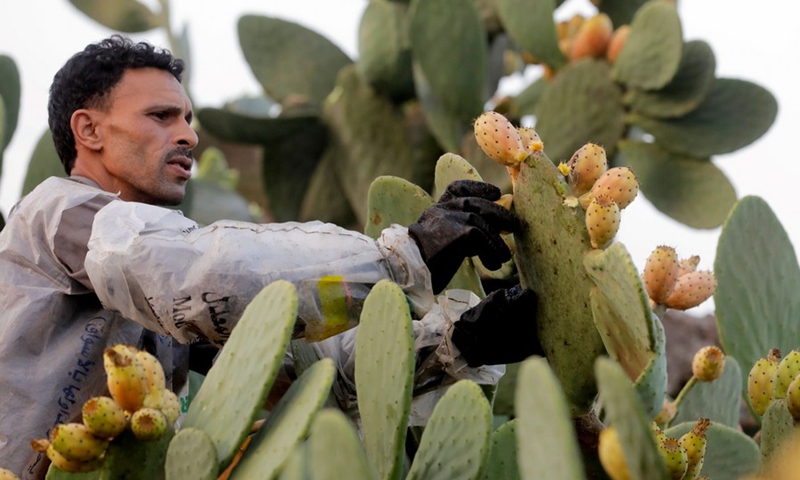 An Egyptian farmer harvests prickly pears at a farm in Al Qalyubia Governorate, Egypt, on Aug. 9, 2022.(Photo: Xinhua)