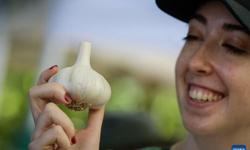 A visitor looks at a garlic bulb during the 12th annual Richmond Garlic Festival in Richmond, British Columbia, Canada, on Aug. 14, 2022.   Photo: Xinhua
