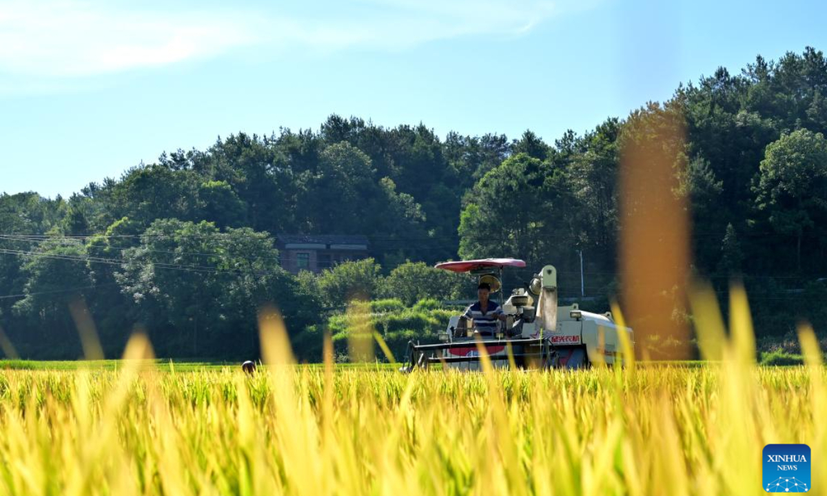 A reaper harvests rice in Tongliang Village of Shuangfeng County, central China's Hunan Province, Aug 12, 2022.Photo:Xinhua