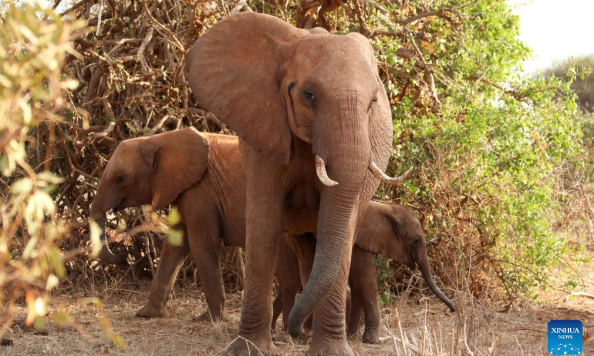Photo taken on July 29, 2022 shows elephants at Tsavo National Park in Kenya. World Elephant Day falls on Aug 12. It is an annual event to raise people's awareness on elephant conservation. Photo:Xinhua