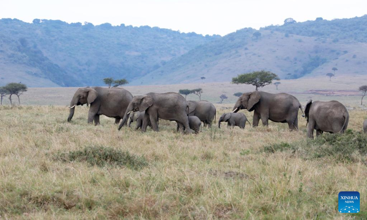 Photo taken on Aug 30, 2021 shows elephants at Maasai Mara National Reserve in Kenya. World Elephant Day falls on Aug. 12. It is an annual event to raise people's awareness on elephant conservation. Photo:Xinhua