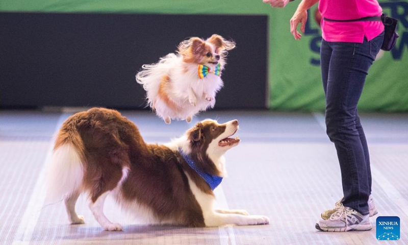 Photo taken on Aug. 7, 2022 shows dogs on Dog Lovers Show in Sydney, Australia. After a three-year break due to the COVID-19 pandemic, Sydney's largest event dedicated to dogs, Dog Lovers Show, has once again brought pooch fans into a heaven of furry fun.(Photo: Xinhua)