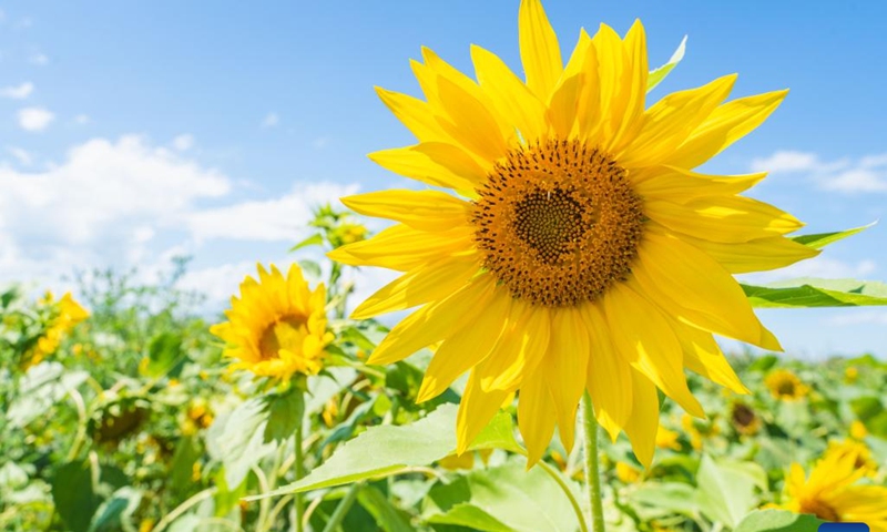 Photo taken on Aug. 8, 2022 shows blooming sunflowers on the outskirts of Vladivostok, Russia.(Photo: Xinhua)