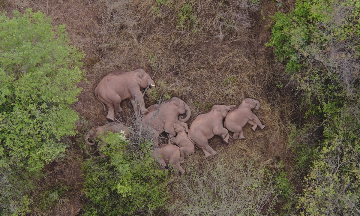 The elephants take a nap during their trip in Southwest China's Yunnan Province. Photo: courtesy of Yunnan forest fire brigade 