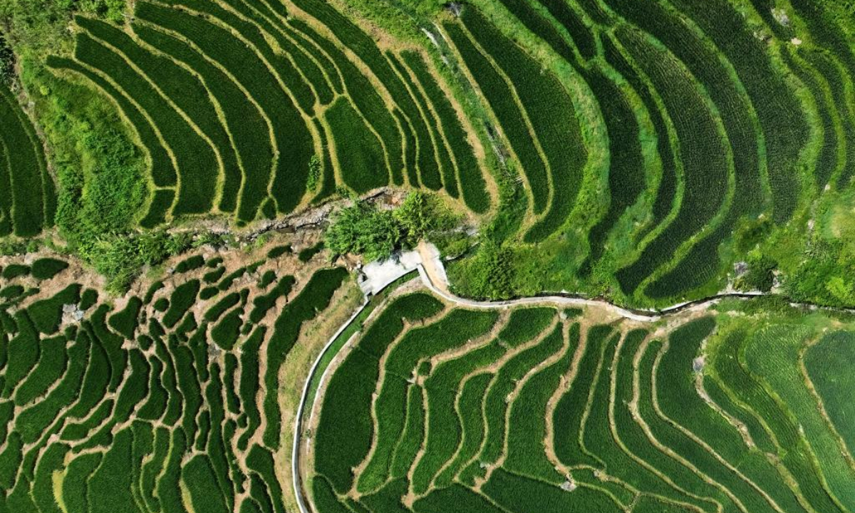 Scenery of terraced fields in Lianhe Township, SE China - Global Times