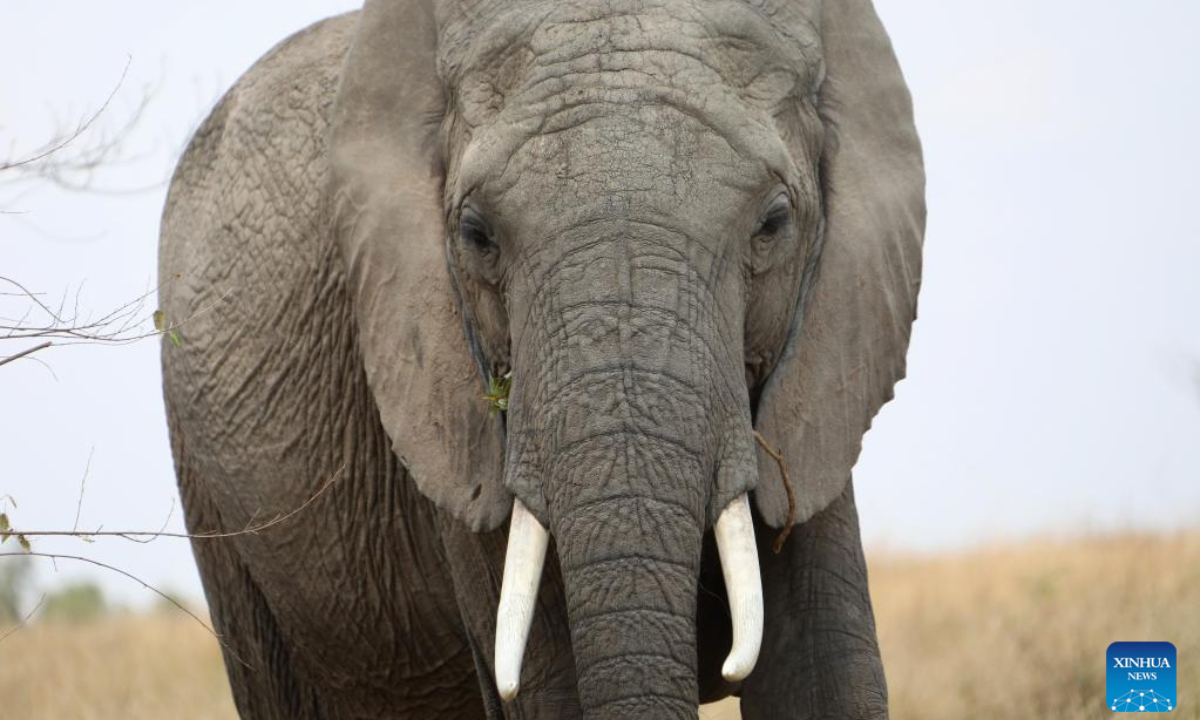 Photo taken on Aug 31, 2021 shows an elephant at Maasai Mara National Reserve in Kenya. World Elephant Day falls on Aug. 12. It is an annual event to raise people's awareness on elephant conservation. Photo:Xinhua