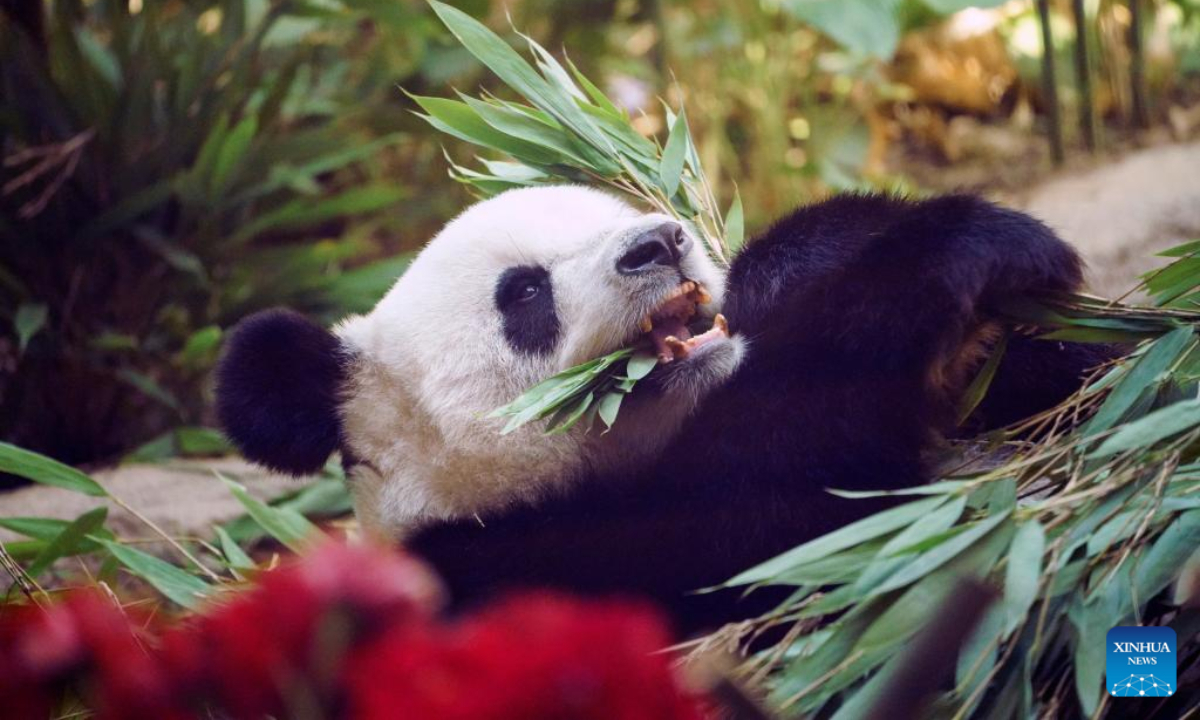 Giant panda Sijia is seen at Giant Panda House in the ski resort of Yabuli in Shangzhi, northeast China's Heilongjiang Province, Aug 12, 2022. Giant panda Sijia, born in 2006, moved to Yabuli in July 2016 from southwest China's Sichuan Province. The panda house celebrated Sijia's 16th birthday on Friday. Photo:Xinhua