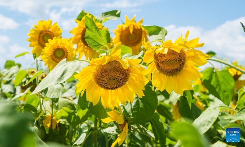Photo taken on Aug. 8, 2022 shows blooming sunflowers on the outskirts of Vladivostok, Russia.(Photo: Xinhua)