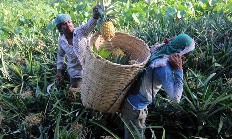 Farmers harvest pineapples in Tangail, Bangladesh, Aug. 5, 2022.(Photo: Xinhua)