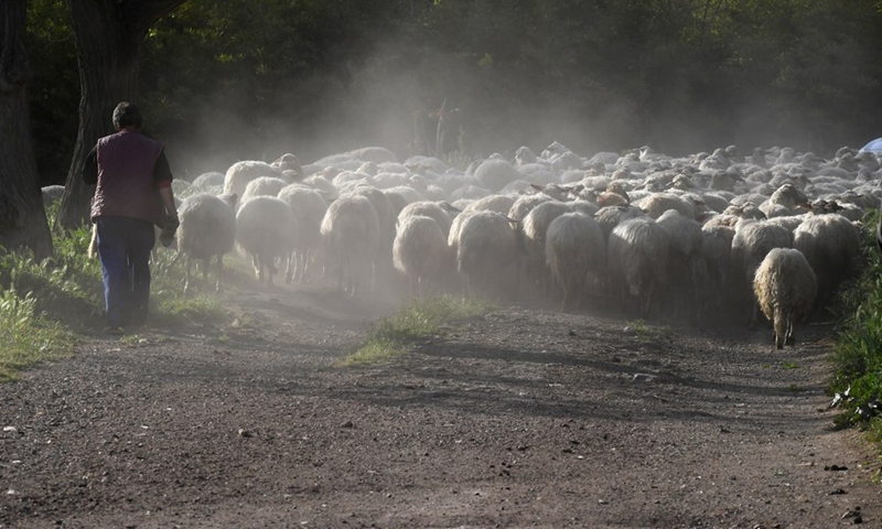 A worker herds the sheep in the Caffarella Park in Rome, Italy, April 16, 2020.(Photo: Xinhua)