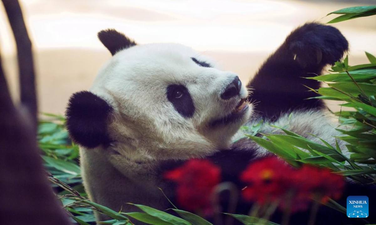 Giant panda Sijia is seen at Giant Panda House in the ski resort of Yabuli in Shangzhi, northeast China's Heilongjiang Province, Aug 12, 2022. Giant panda Sijia, born in 2006, moved to Yabuli in July 2016 from southwest China's Sichuan Province. The panda house celebrated Sijia's 16th birthday on Friday. Photo:Xinhua