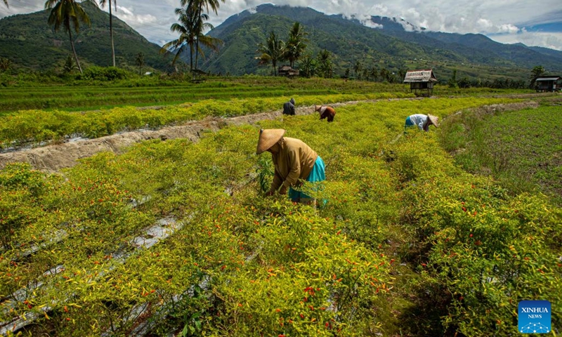 Farmers harvest chilli at a farm in Palu, Central Sulawesi, Indonesia, Aug. 10, 2022.(Photo: Xinhua)
