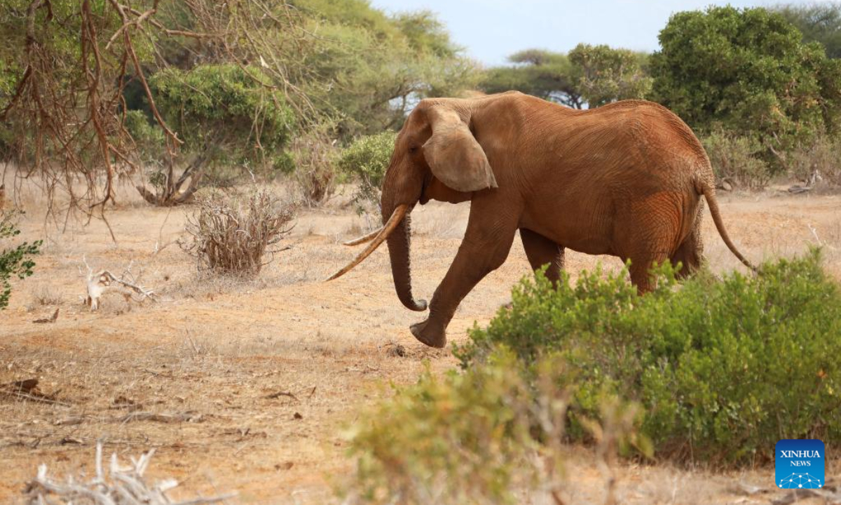 Photo taken on July 28, 2022 shows an elephant at Tsavo National Park in Kenya. World Elephant Day falls on Aug 12. It is an annual event to raise people's awareness on elephant conservation. Photo:Xinhua