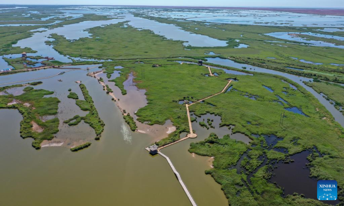Aerial photo taken on Aug 17, 2022 shows the wetland at the Yellow River Delta National Nature Reserve in Dongying, east China's Shandong Province. Photo:Xinhua