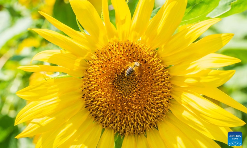 Photo taken on Aug. 8, 2022 shows blooming sunflowers on the outskirts of Vladivostok, Russia.(Photo: Xinhua)