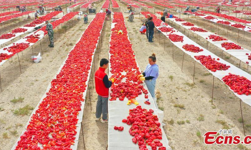 2022年8月9日，中国西北部新疆维吾尔自治区新疆生产建设兵团，当地农民在晒红辣椒。（照片：中新社/白克斌）