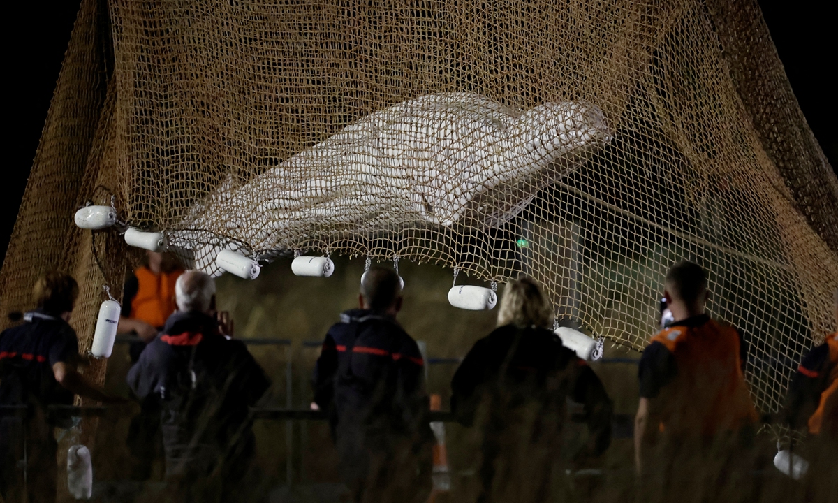 Rescuers pull up a net as they rescue a beluga whale stranded in the Seine river at Notre Dame de la-Garenne, northern France, on August 9, 2022. Photo: IC