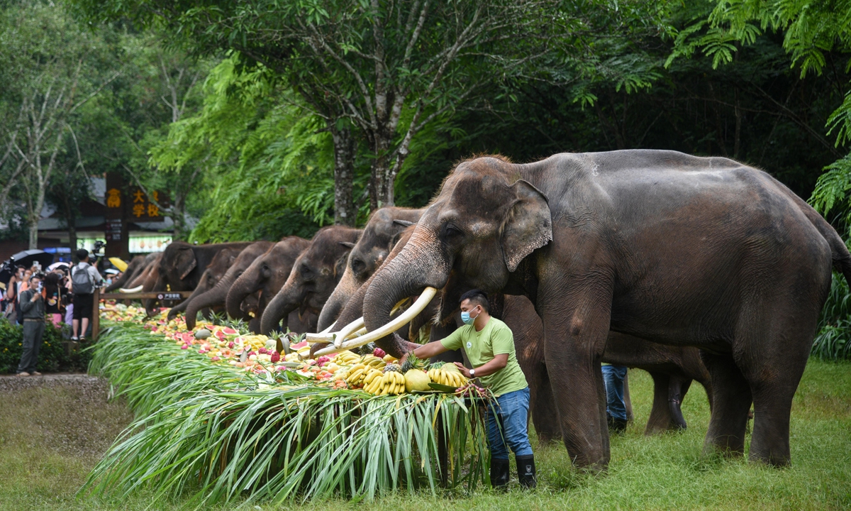 Asian elephants enjoy special treats and interact with tourists at Wild Elephant Valley in Xishuangbanna, Southwest China's Yunnan Province on August 12, 2022, the 11th World Elephant Day (See story on Page 3). Photo: VCG