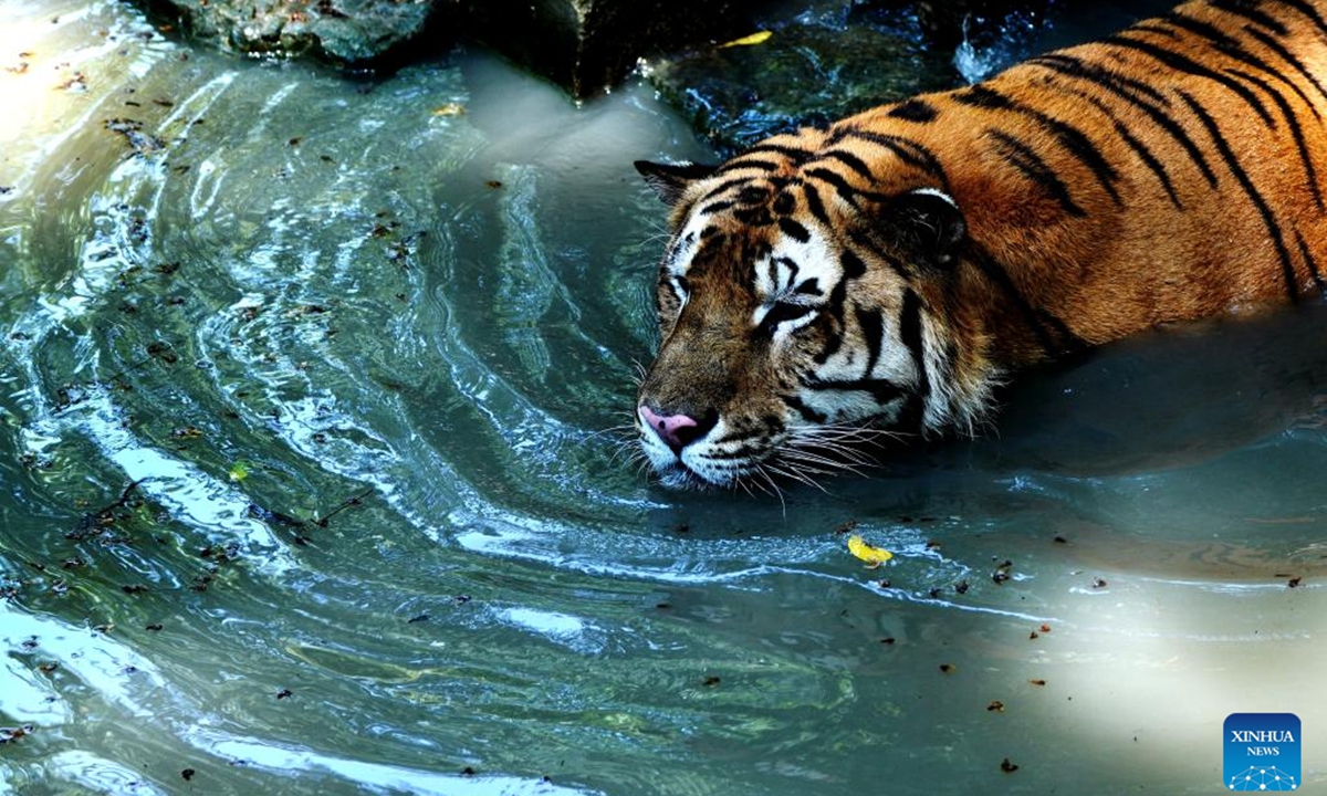 A Siberian tiger cools itself off in a pool at the Shanghai Zoo in east China's Shanghai, Aug. 13, 2022. Shanghai is now subject to hot and humid weather, and staff members of the Shanghai Zoo are taking all possible measures to help the animals cool off. (Xinhua/Zhang Jiansong)