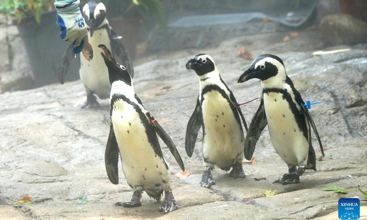 Penguins enjoy food in water spray at the Shanghai Zoo in east China's Shanghai, Aug. 13, 2022. Shanghai is now subject to hot and humid weather, and staff members of the Shanghai Zoo are taking all possible measures to help the animals cool off. (Xinhua/Zhang Jiansong)