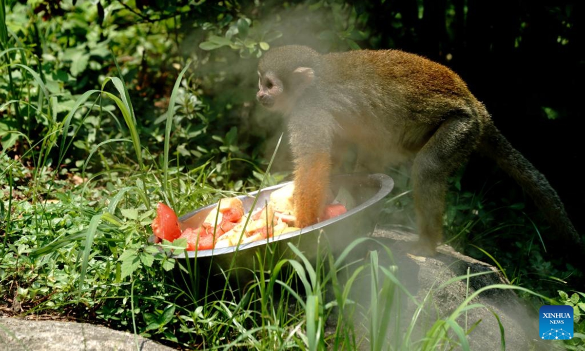 A squirrel monkey enjoys fruits in water spray at the Shanghai Zoo in east China's Shanghai, Aug. 13, 2022. Shanghai is now subject to hot and humid weather, and staff members of the Shanghai Zoo are taking all possible measures to help the animals cool off. (Xinhua/Zhang Jiansong)