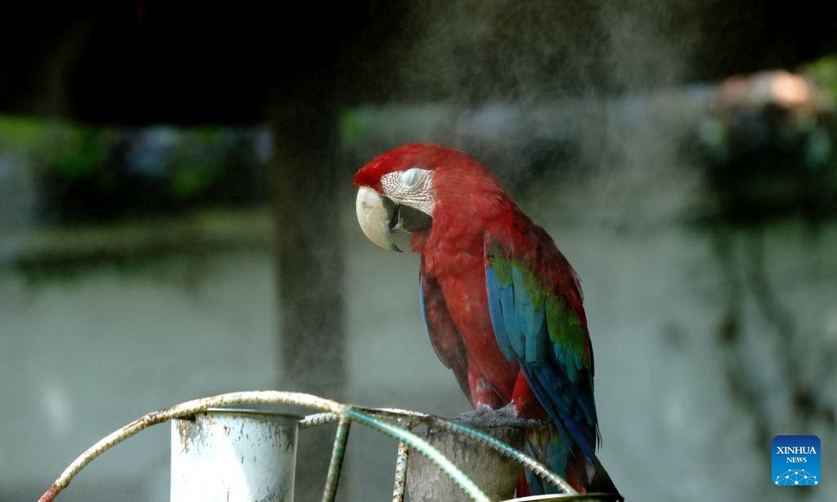 A macaw takes a nap in water spray at the Shanghai Zoo in east China's Shanghai, Aug. 13, 2022. Shanghai is now subject to hot and humid weather, and staff members of the Shanghai Zoo are taking all possible measures to help the animals cool off. (Xinhua/Zhang Jiansong)