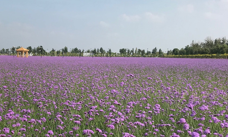  Verbena blossom at Bulanghe, Yulin in Northwest China's Shaanxi Province  Photo: Zhang Han/GT