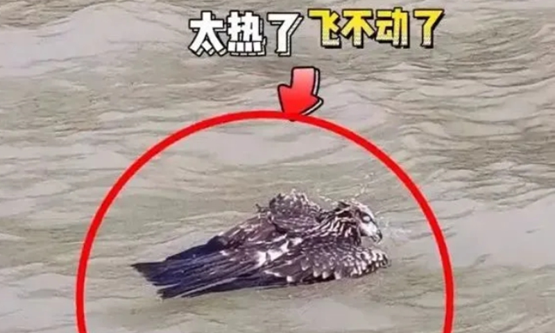 An eagle was found in a river because of heatstroke by a patrol volunteer, surnamed Xu, in Nanjing, East China's Jiangsu Province. Screenshot of Sina.com