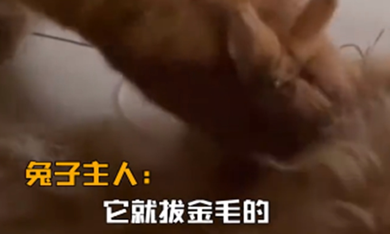 Mother rabbit frantically plucks dog's fur to make a nest for her own babies. Screenshot of D Video